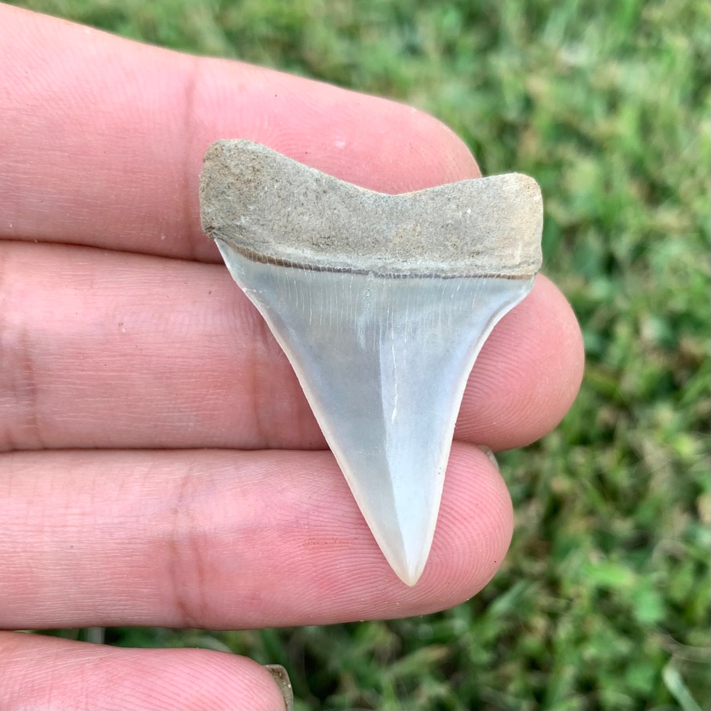 1.48" Carcharodon hastalis - Lee Creek Mine
