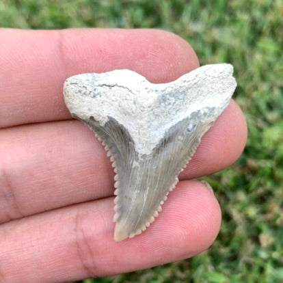 1.55" Hemipristis serra - Lee Creek Mine