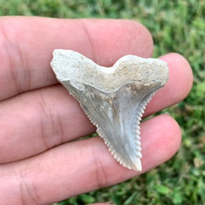 1.55" Hemipristis serra - Lee Creek Mine