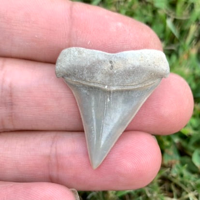 1.29" Carcharodon hastalis - Lee Creek Mine