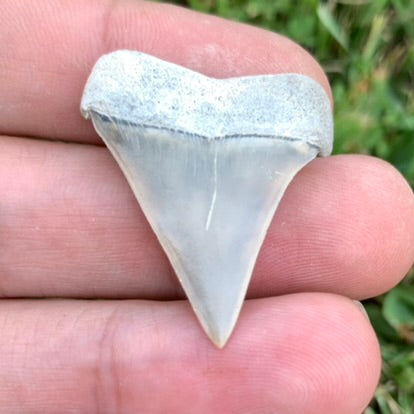 1.29" Carcharodon hastalis - Lee Creek Mine