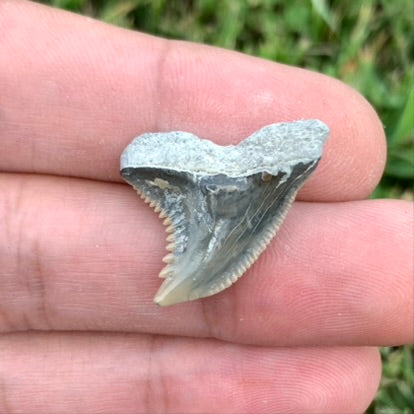 1" Hemipristis serra - Lee Creek Mine