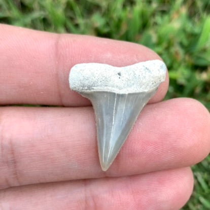 1.1" Carcharodon hastalis - Lee Creek Mine