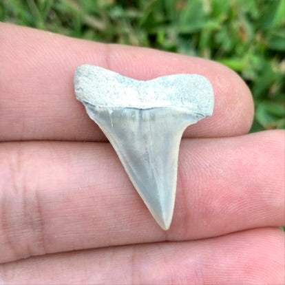 1.1" Carcharodon hastalis - Lee Creek Mine