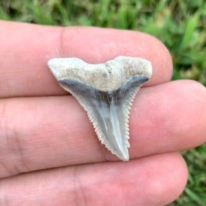 1.14" Hemipristis serra - Lee Creek Mine