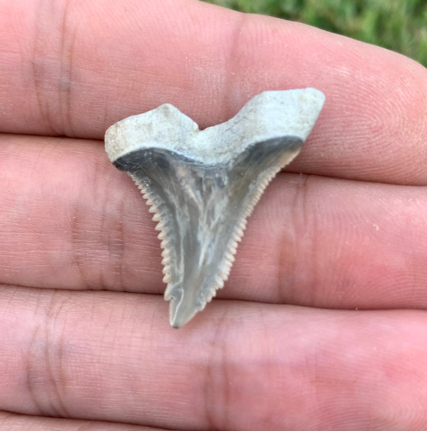 1.14" Hemipristis serra - Lee Creek Mine