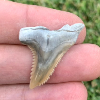 1.3" Hemipristis serra - Lee Creek Mine