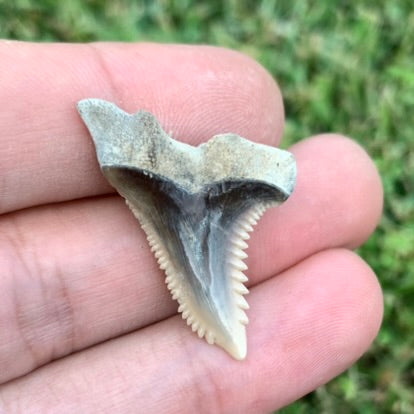 1.3" Hemipristis serra - Lee Creek Mine