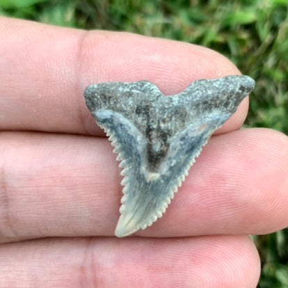 1.19" Hemipristis serra - Lee Creek Mine