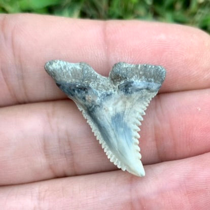 1.19" Hemipristis serra - Lee Creek Mine