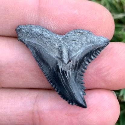 1.35" Hemipristis serra - Lee Creek Mine