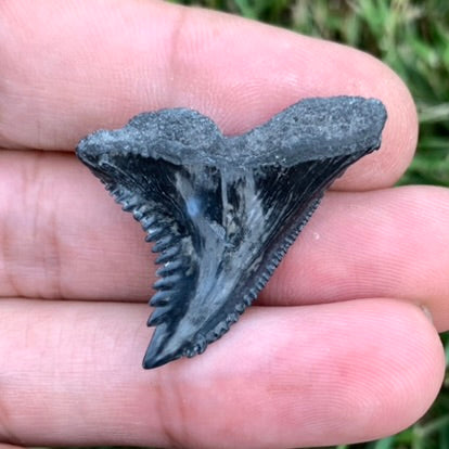 1.35" Hemipristis serra - Lee Creek Mine
