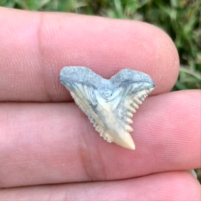 .75" Hemipristis serra - Lee Creek Mine