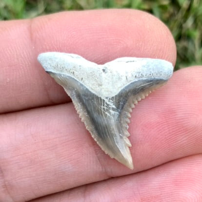 1.3" Hemipristis serra - Lee Creek Mine