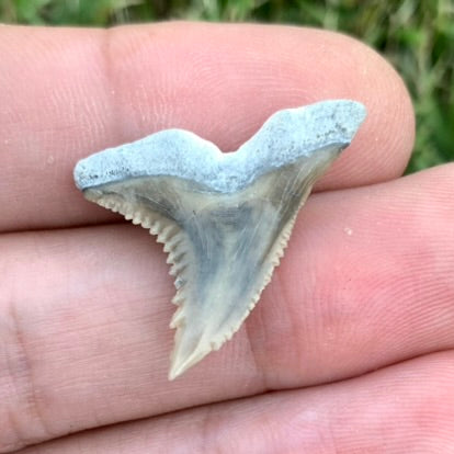 1.3" Hemipristis serra - Lee Creek Mine