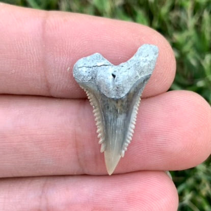 1" Hemipristis serra - Lee Creek Mine