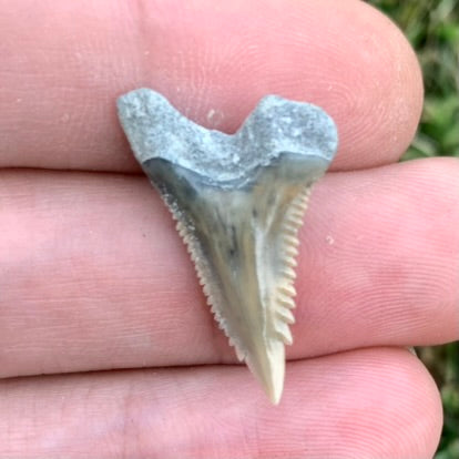 1" Hemipristis serra - Lee Creek Mine