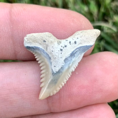 1" Hemipristis serra - Lee Creek Mine