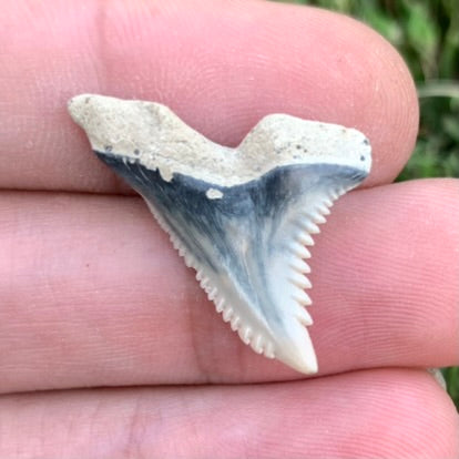1" Hemipristis serra - Lee Creek Mine