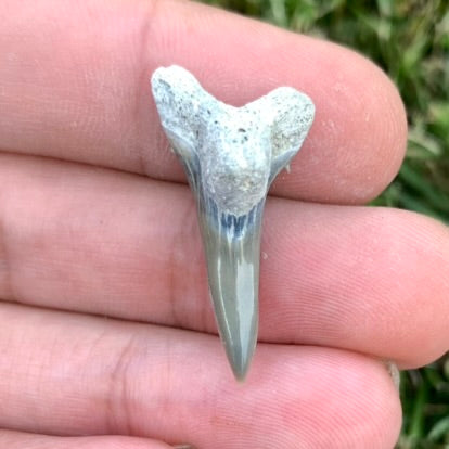 1.15" Hemipristis serra - Lee Creek Mine