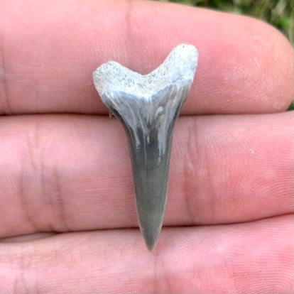 1.15" Hemipristis serra - Lee Creek Mine
