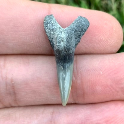 1.12" Hemipristis serra - Lee Creek Mine