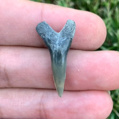 1.12" Hemipristis serra - Lee Creek Mine