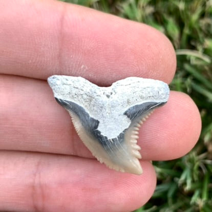 1.13" Hemipristis serra - Lee Creek Mine