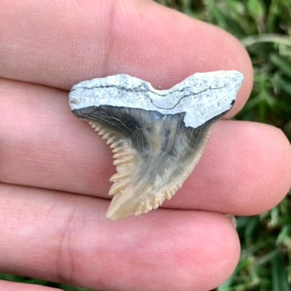 1.13" Hemipristis serra - Lee Creek Mine