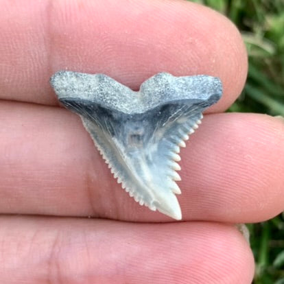 .95" Hemipristis serra - Lee Creek Mine