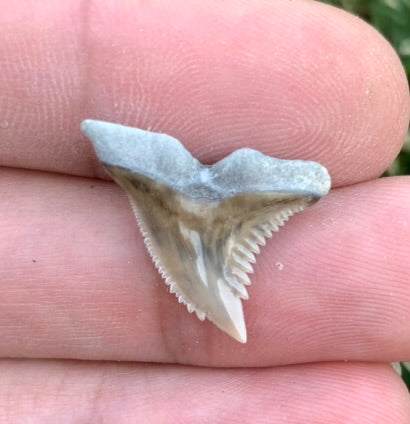 .82" Hemipristis serra - Lee Creek Mine