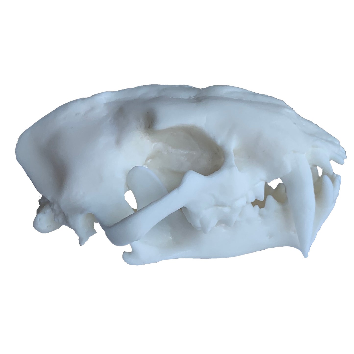 Juvenile Dinictis felina skull false saber tooth cat
