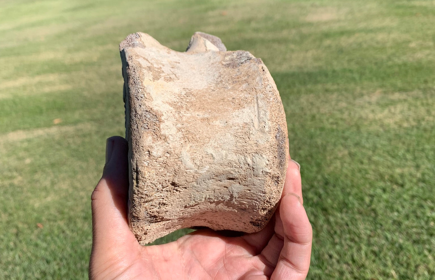 Fossil Whale Vertebra From the Miocene of Virginia