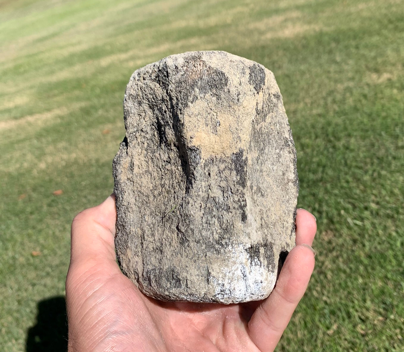 Fossil Whale Vertebra From the Miocene of Virginia