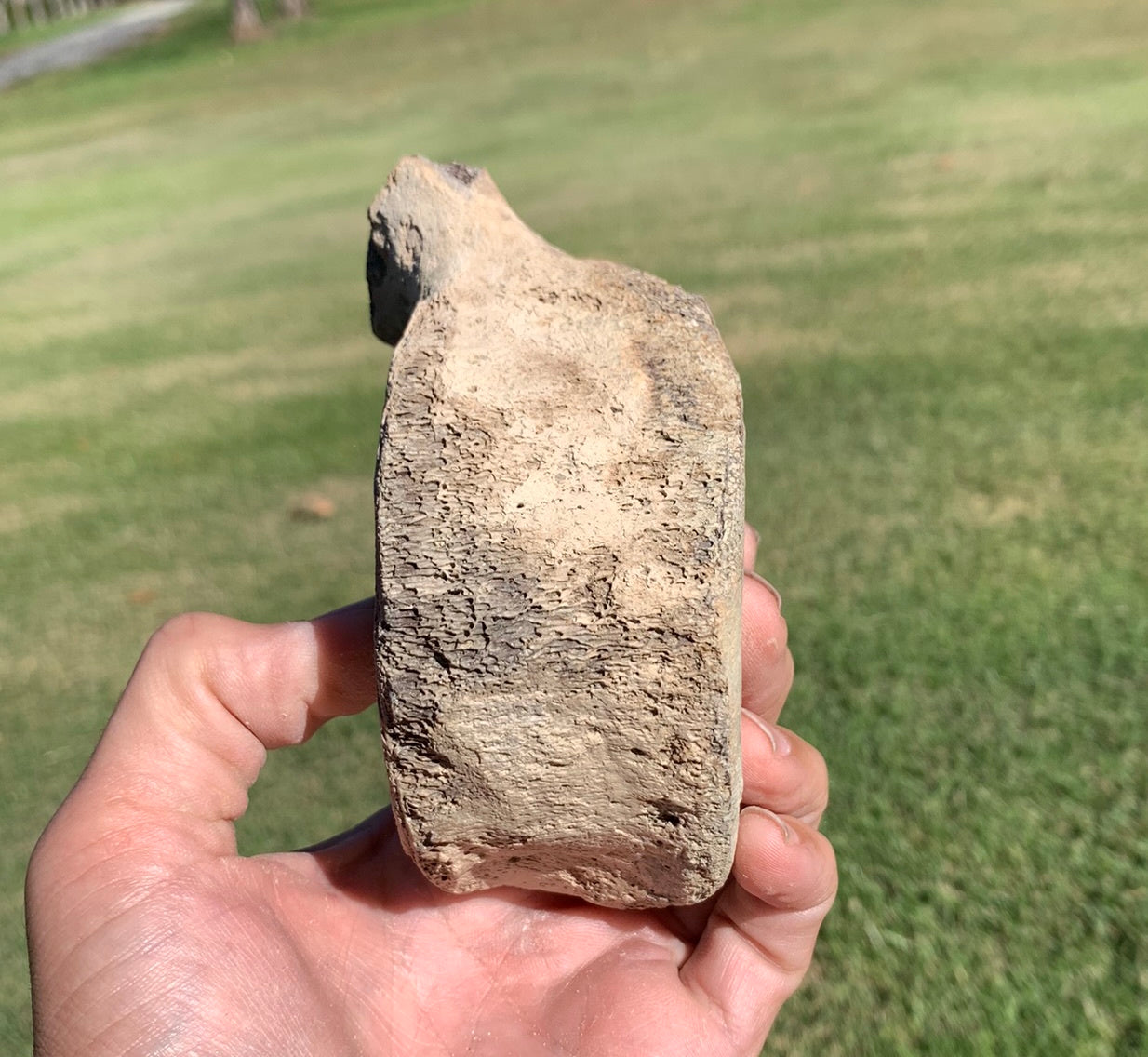 Fossil Whale Vertebra From the Miocene of Virginia