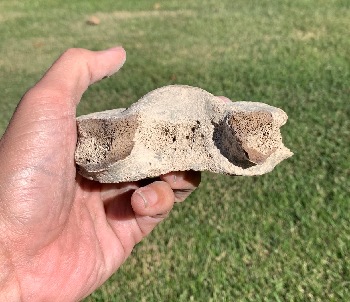 Fossil Whale Vertebra From the Miocene of Virginia