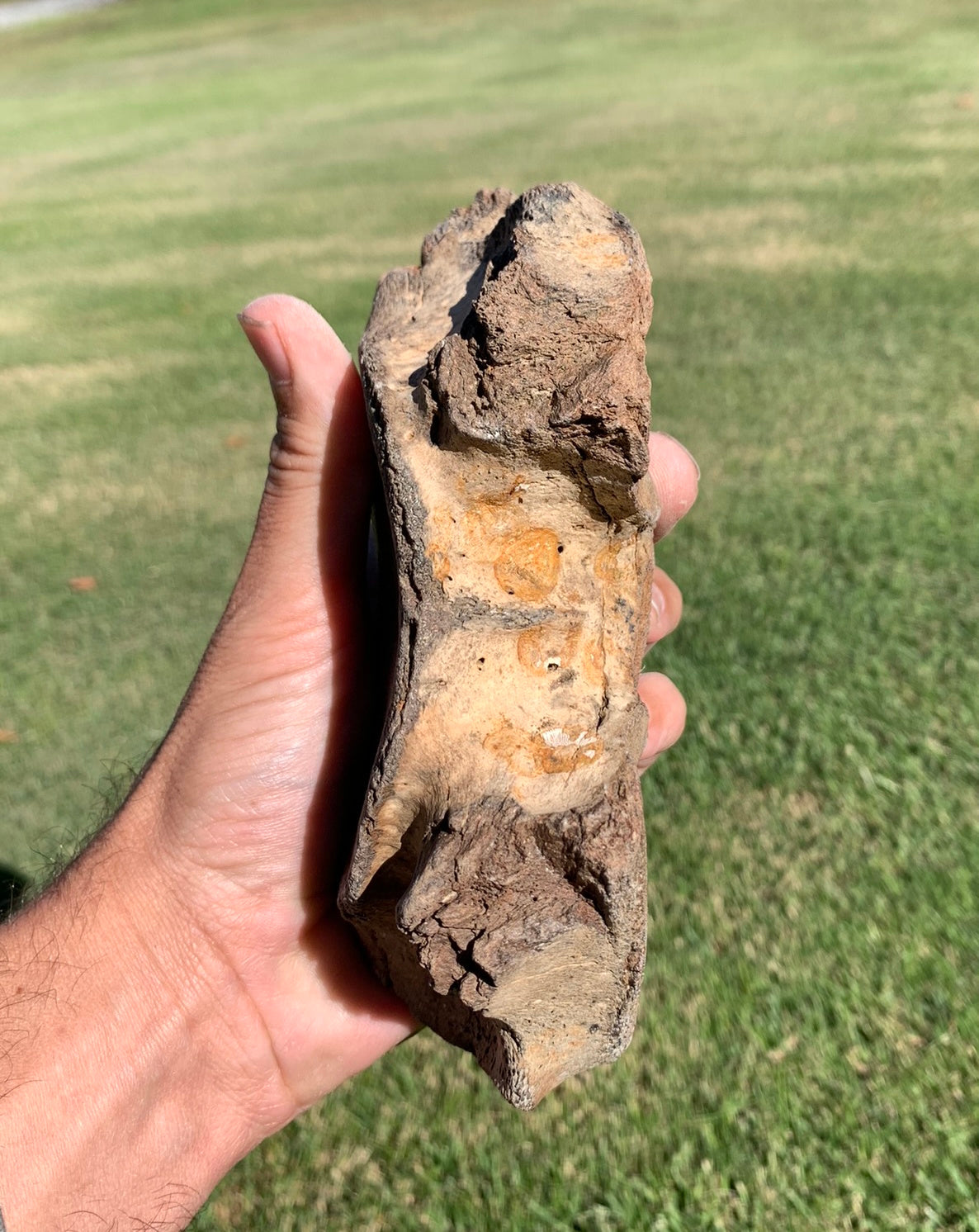 Fossil Whale Vertebra From the Miocene of Virginia