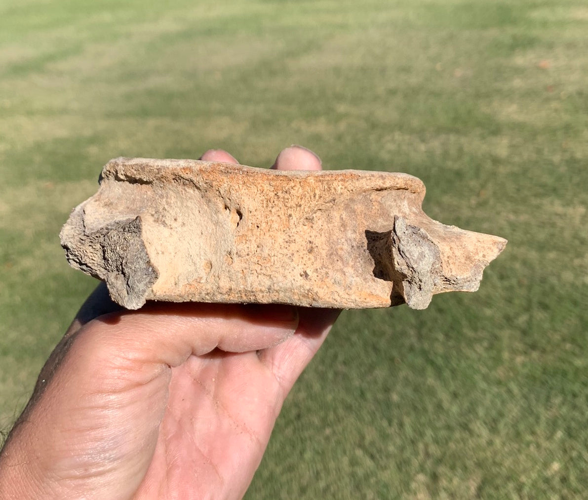 Fossil Whale Vertebra From the Miocene of Virginia