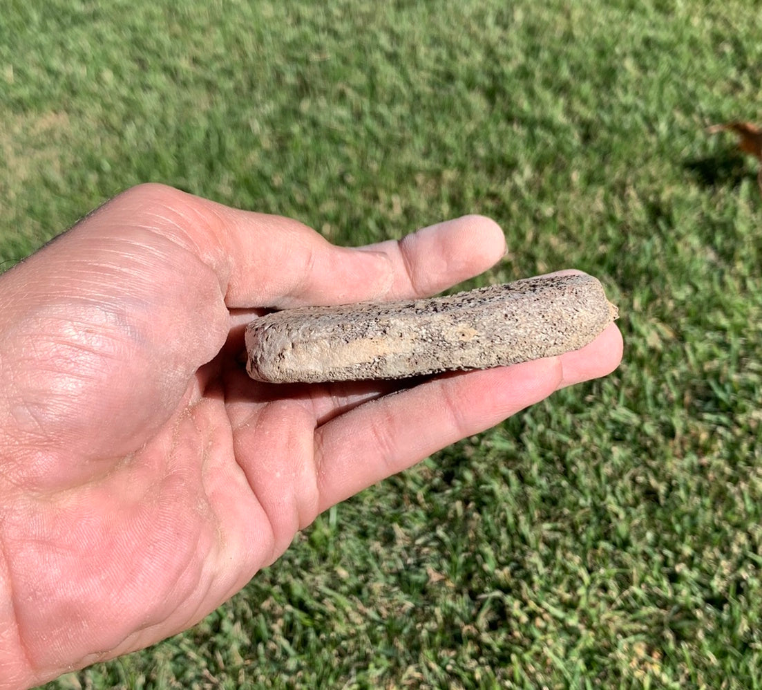 Fossil Whale Vertebra From the Miocene of Virginia