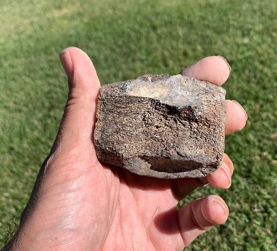 Fossil Whale Vertebra From the Miocene of Virginia
