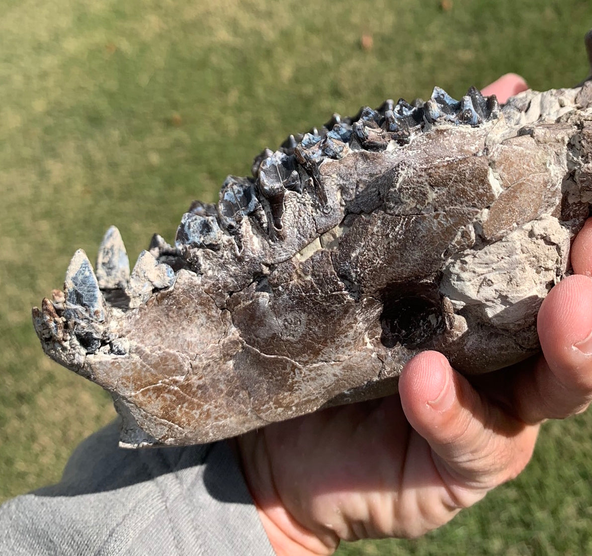 Chocolate oreodont skull