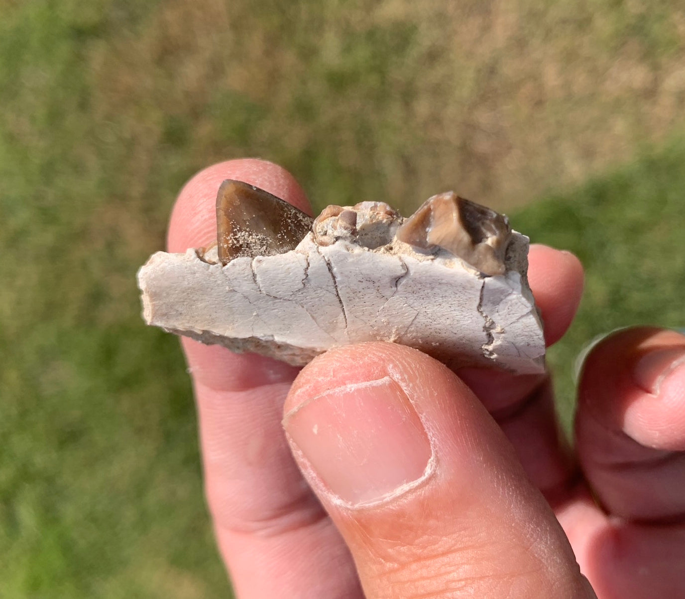 Fossil Oreodont Jaw