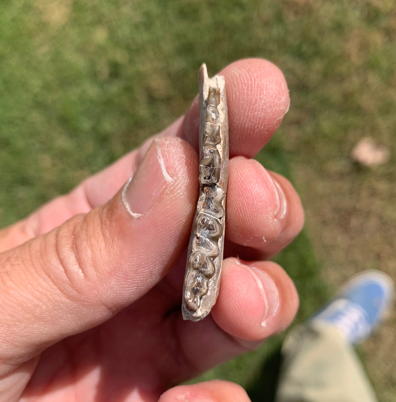 Fossil deer, leptomeryx, Jaw, Chadron Formation