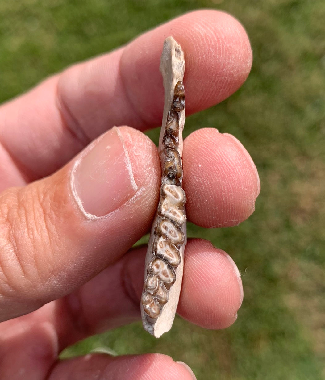 Fossil deer, leptomeryx, Jaw, Chadron Formation