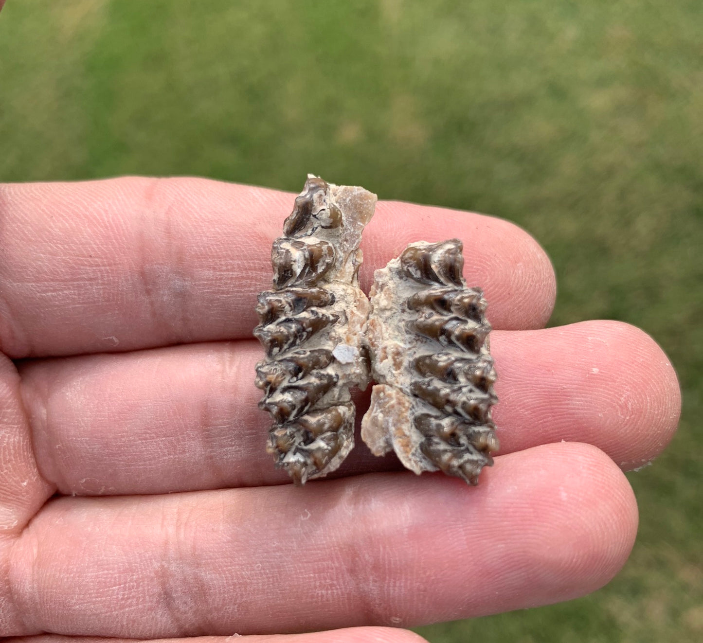 Fossil deer, leptomeryx, upper palate, Chadron Formation