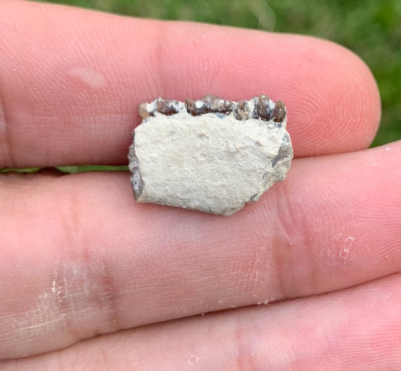 Fossil deer, leptomeryx, Jaw, Chadron Formation