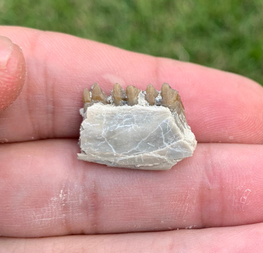 Fossil deer, leptomeryx, Jaw, Chadron Formation