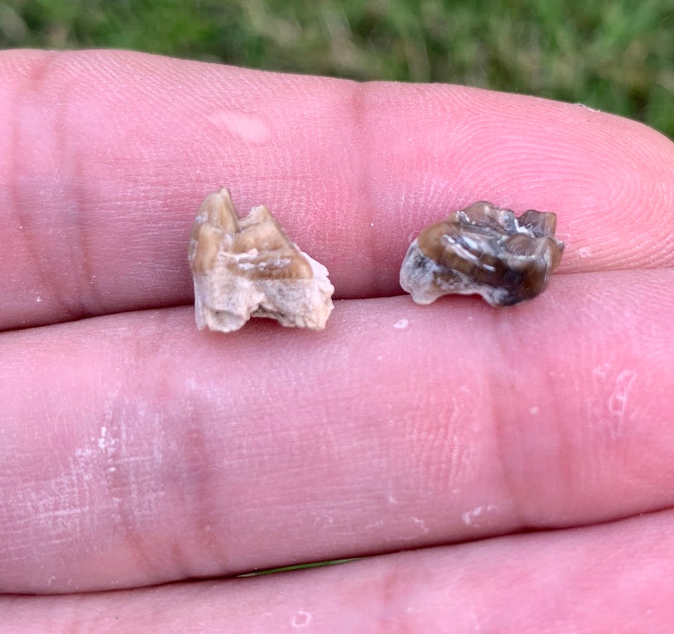 Fossil deer, leptomeryx, upper teeth, Chadron Formation