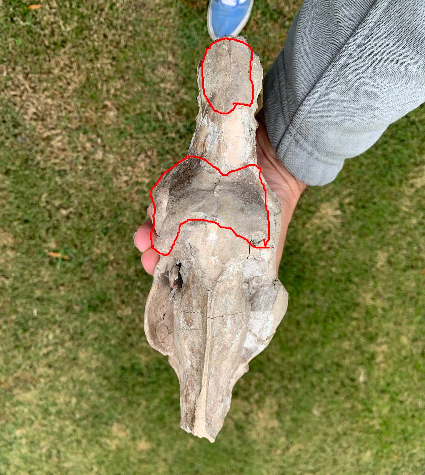 Nice Oreodont skull with lowers mounted on a stand