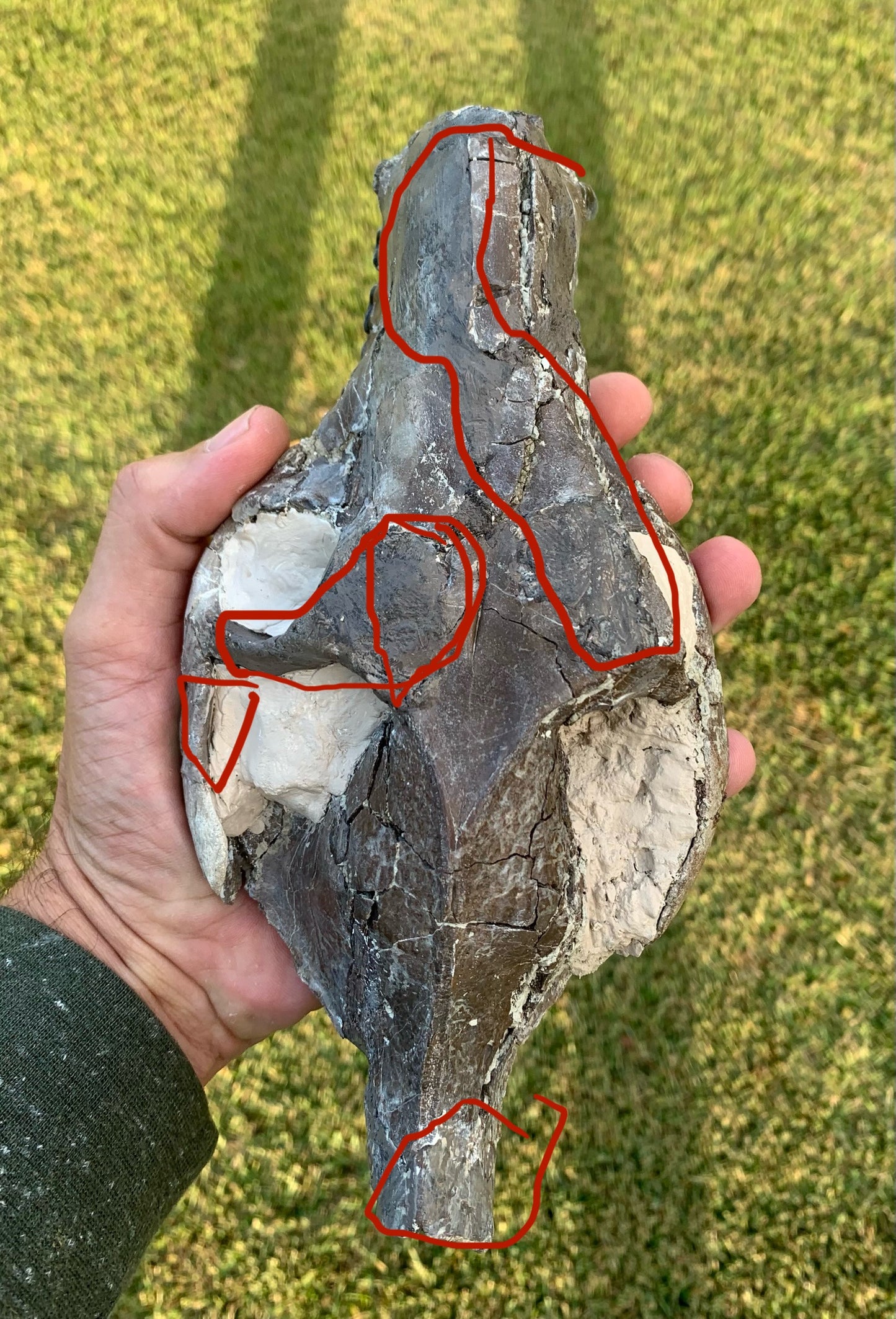 Decent Oreodont skull